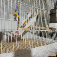 عروس هلندی آلبینو چشم شرابی (خاش)