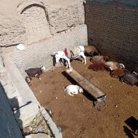 الاغ گله ای|حیوانات مزرعه|سبزوار, کراب|دیوار