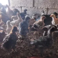 جوجه رنگی