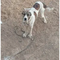 یک سالو نیمه حرص بالا