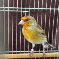 سهره‌قناری