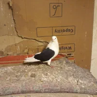 چند عدد کبوتر۱۵