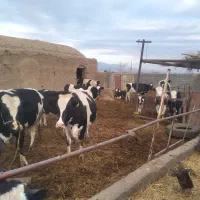 کودگاوی خشک وتمیز ازدامداری