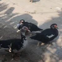 اردک اسرائیلی