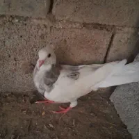 کبوتر