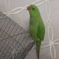 سهره وطوطی ملنگو