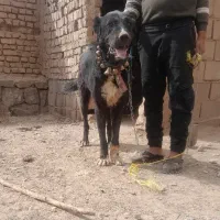 واگذاری سگ نر گله ای درشت