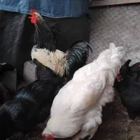 ۲عدد خروس خوش نسل وزن بالا