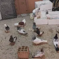 کبوتر(کفتر)بهبهانی