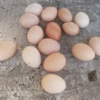 مرغ محلی تخم‌ گذار جوان|حیوانات مزرعه|قم, شهرک امام حسین|دیوار