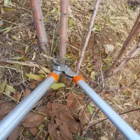 باغبانی هرس درخت سم پاشی شخم زنی با تراکتور باغی