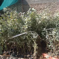 درخت ونهال|خدمات باغبانی و درختکاری|اصفهان, قهاب جنوبی|دیوار