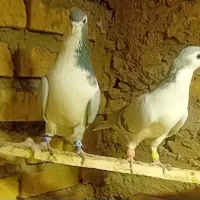 کفتر نرماده