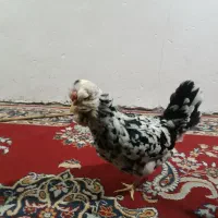 تخم مرغ گلین پنگوئنی