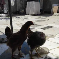 مرغ وخروس جوان