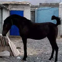 خرید و فروش اسب