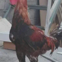 خروس