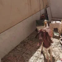 بره کهره