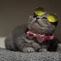 گربه اسکاتیش سیلور دختر