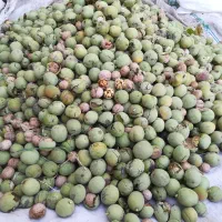 گردو|خوردنی و آشامیدنی|ملکشاهی, |دیوار