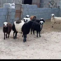 دامداری برادران احمدی