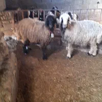 دو عدد میش  بختیاری