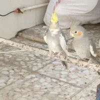 عروس هلندی سخنگو