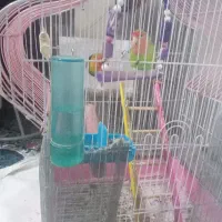 فروش عروس هلندی سالم و بدونه مریضی