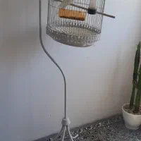 عروس هلندی|پرنده|مشهد, دانشجو|دیوار