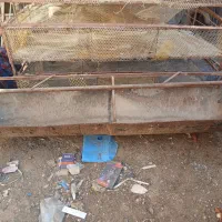 آخورخوراک برای گوسفند