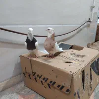 کبوتر