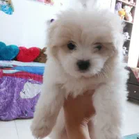 سگ شیتزو|سگ|اصفهان, بهارستان|دیوار