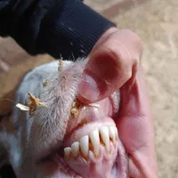 معاوضه گوسفند با ماشین.