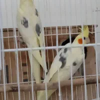 سرگرمی پرنده