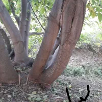 خریدار انواع درخت و چوب|خدمات باغبانی و درختکاری|سنندج, |دیوار