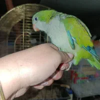 جوجه راهب گرینچیک برزیلی