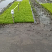 نشا شیرود