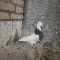 طوقی دوتا و سینه ای بچ