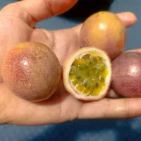 میوه پشن فروت تازه چین و بلک بری فریز شده|خوردنی و آشامیدنی|سورک, |دیوار