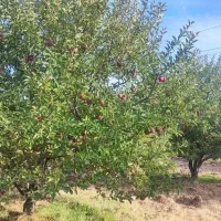 فروش باغ|فروش خانه و ویلا|سراجو, |دیوار
