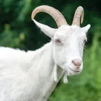 شیر بز