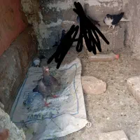 کفتر|پرنده|شیروان (خراسان), |دیوار