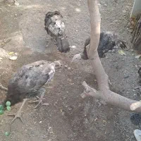 بوقلمون ومرغ