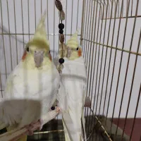 تخم گذار