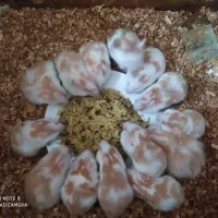 همستر