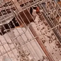 سره نقابدار زیبا|پرنده|فردیس, شهرک شهید حسینی|دیوار