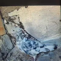 ۸ عدد کبوتر  پرشی گرفتنی