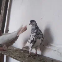 یال گلدار هیکل نر