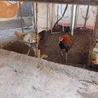 دو عدد مرغ خروس محلی