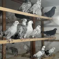 کبوتریکجایی|پرنده|قائم‌شهر, |دیوار